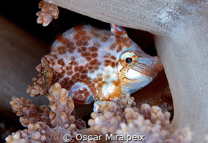This little guy is biting the soft coral for the strong c... by Oscar Miralpeix 
